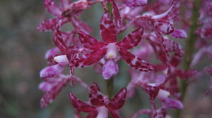 Dipodium variegatum - Hyacinth Orchid