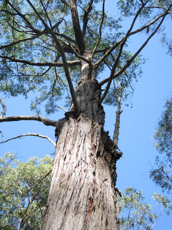 600px x 800px - Eucalyptus globoidea tree shape