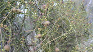 Cassytha pubescens - Devil's Twine