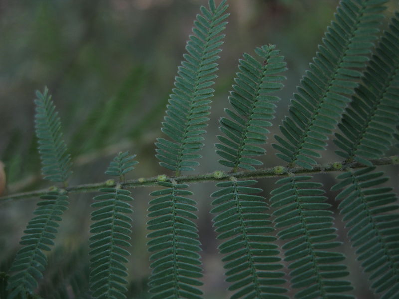 Acacia parramattensis glands
