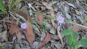 Brachycome angustifolia plant shape