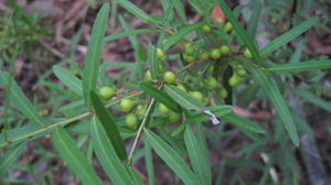 Maytenus silvestris fruit
