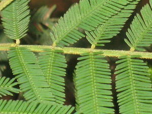 Acacia irrorata ssp irrorata - Green Wattle