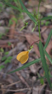 Hybanthus stellarioides bud and flower