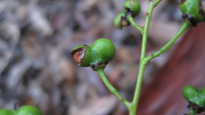 Alectryon subcinereus fruit