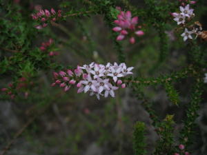 Epacris microphylla pinkish flower