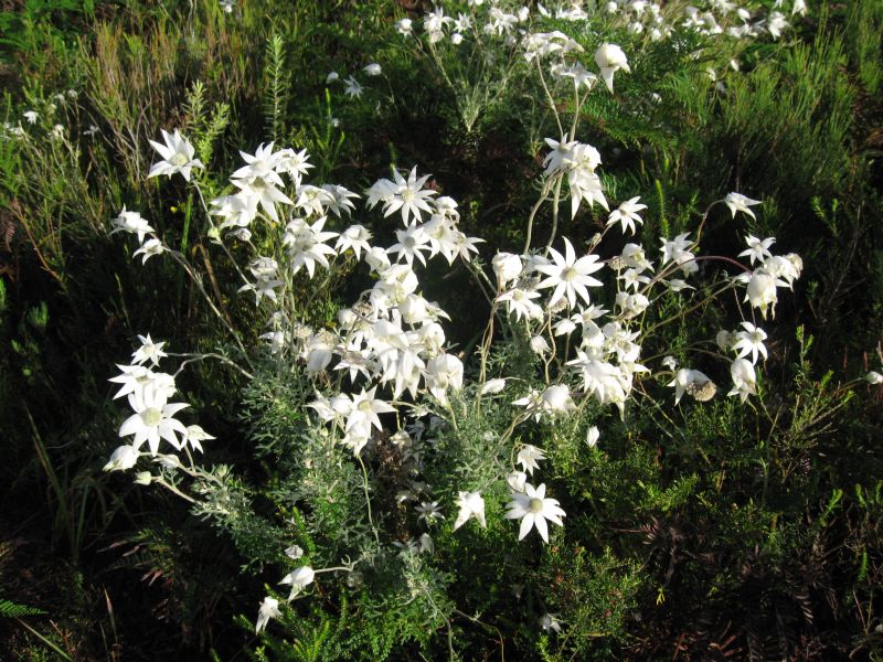 Actinotus helianthi flowers