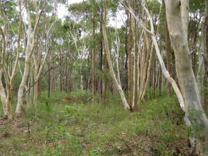 Eucalyptus haemastoma tree shape