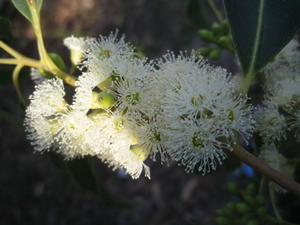 Eucalyptus grandis flowers