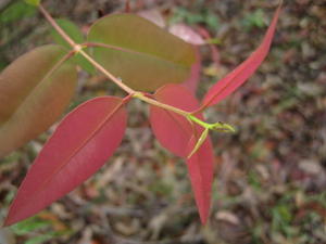 Angophora costata new leaves