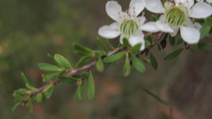 Leptospermum polygalifolium subsp cismontanum growing in heath - small leaves