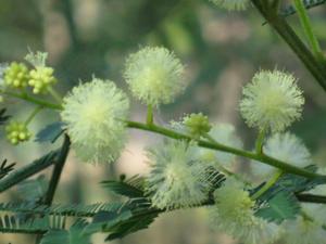 Acacia parramattensis - Parramatta Wattle