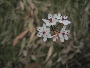 Burchardia umbellata