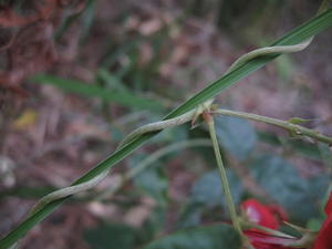 Kennedia rubicunda twining