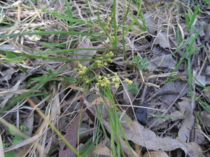 Lomandra filiformis - Wattle Mat-rush