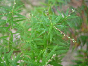 Leucopogon lanceolatus leaves