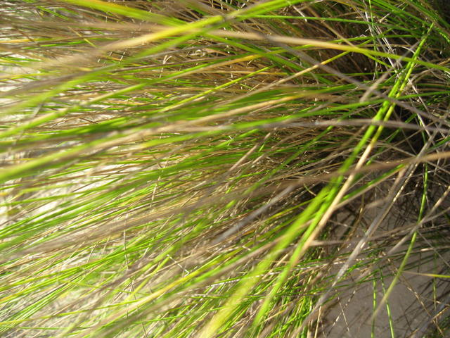 Austrofestuca littoralis leaves 