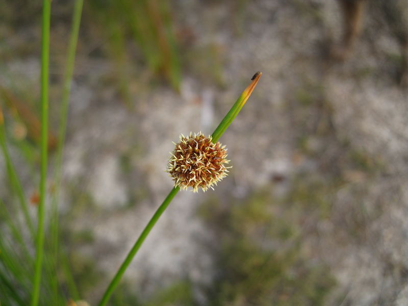 Isolepis nodosa flowers