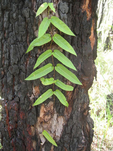 Parsonsia straminea juvenile plant