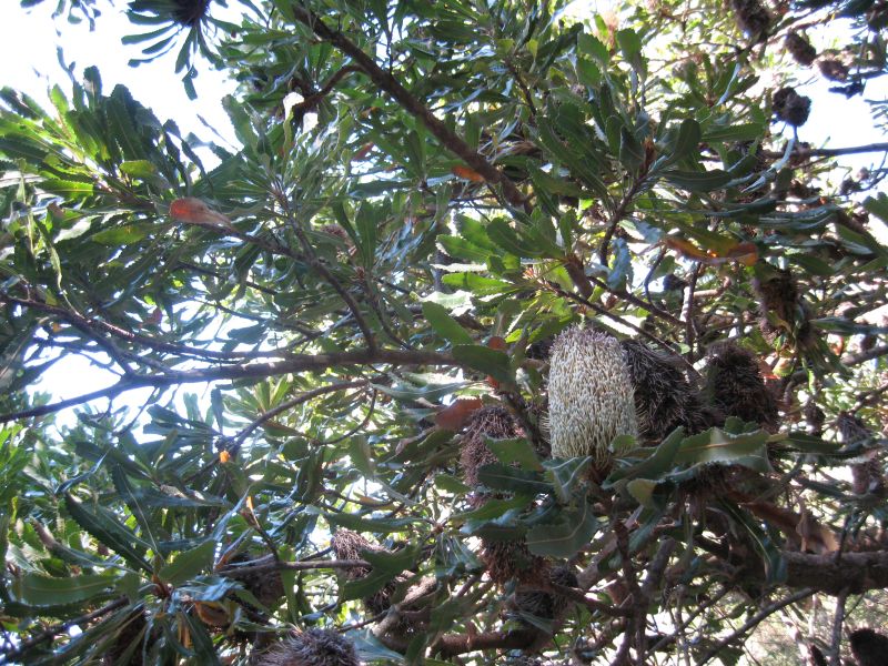 Banksia serrata branch