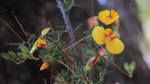 Dillwynia parvifolia