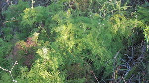 Gleichenia dicarpa 