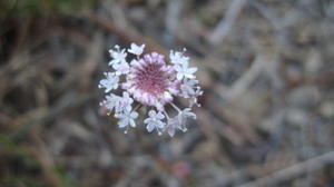 Trachymene incisa flower