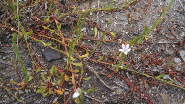 Samolus repens creeping habit