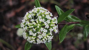 Platysace lanceolata - Wild parsnip