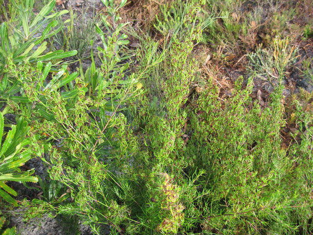 Caustis flexuosa habit