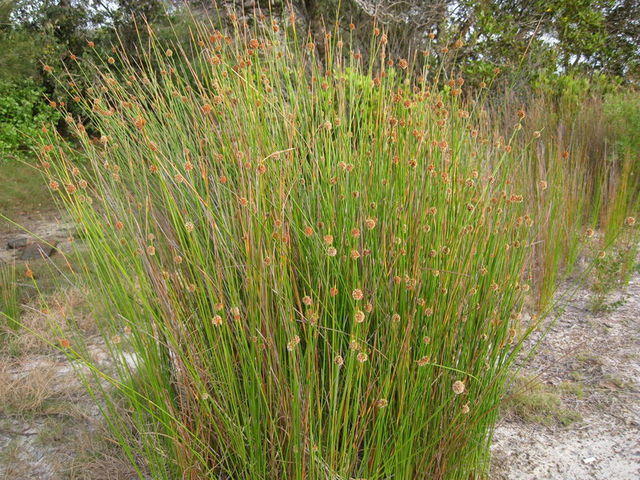 Isolepis nodosa habit