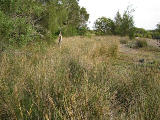 Juncus usitatus habitat
