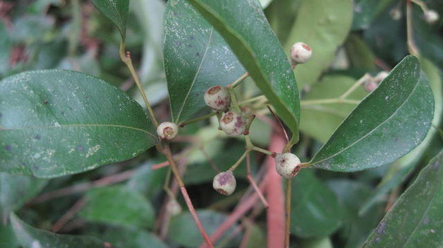 Acmena smithii immature fruit