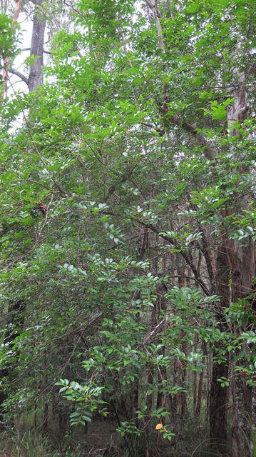 Glochidion ferdinandi tree shape