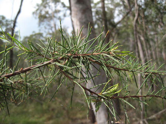 Hakea sericea needle-like leaves