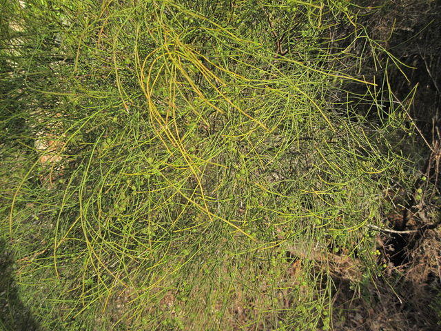 Leptomeria acida plant shape