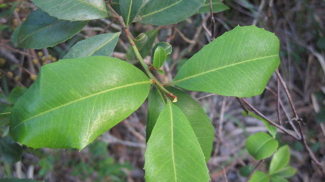 Myrsine variabilis toothed leaves