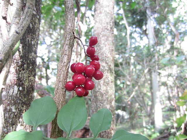 Sarcopetalanum harveyanum (2)