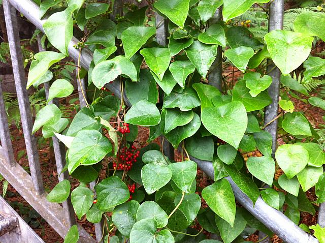 Sarcopetalum harveyanum (10)