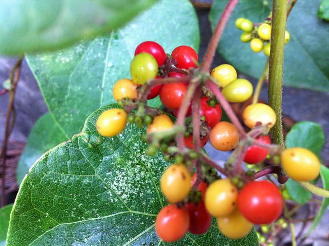 Sarcopetalum harveyanum (4)