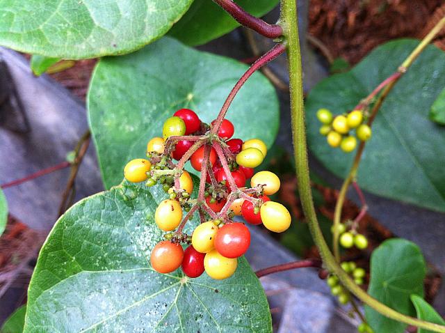 Sarcopetalum harveyanum (7)
