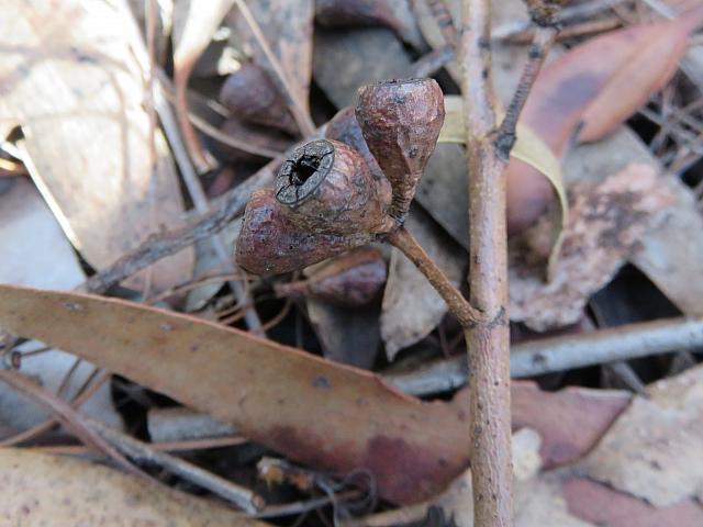 Eucalyptus sieberi (26)