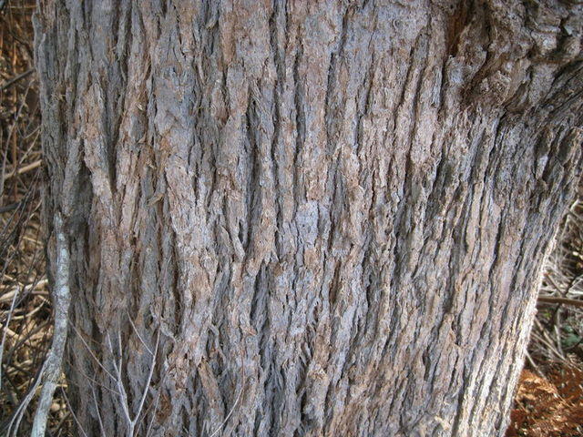 Angophora floribunda bark