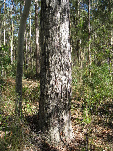 Eucalyptus acmenoides trunk