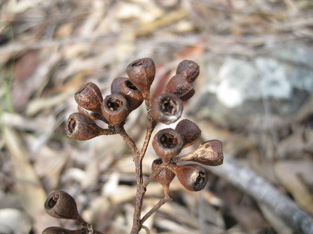 Eucalyptus paniculata fruit 