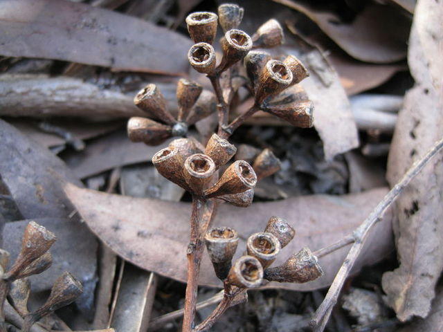 Eucalyptus siderophloia fruit with slightly exserted valves 