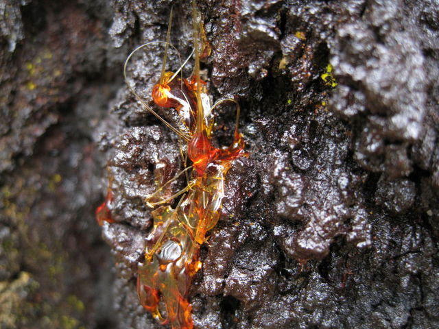 Eucalyptus siderophloia gum