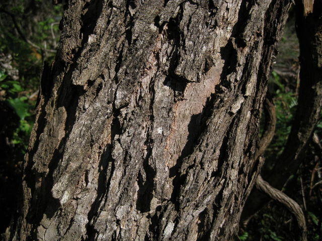 Eucalyptus sideroxylon bark 