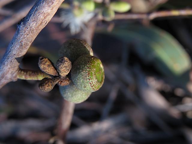 Eucalyptus oblonga (15)
