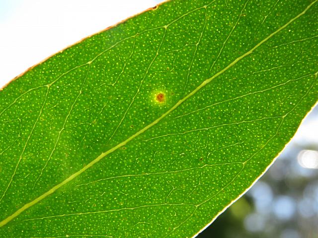 Eucalyptus oblonga (25)